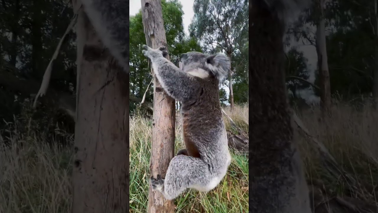 Vicious koala attack #dropbear #garythekoala #hejustwantedtomakeaphonecall #onlyinaustralia