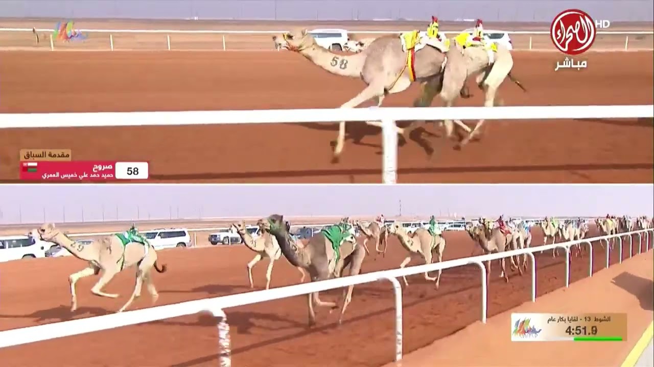 الشوط 13 لقايا  بكار  صباح يوم الجمعة 19-12-2025 من#مهرجان_الملك_عبدالعزيز_للإبل10