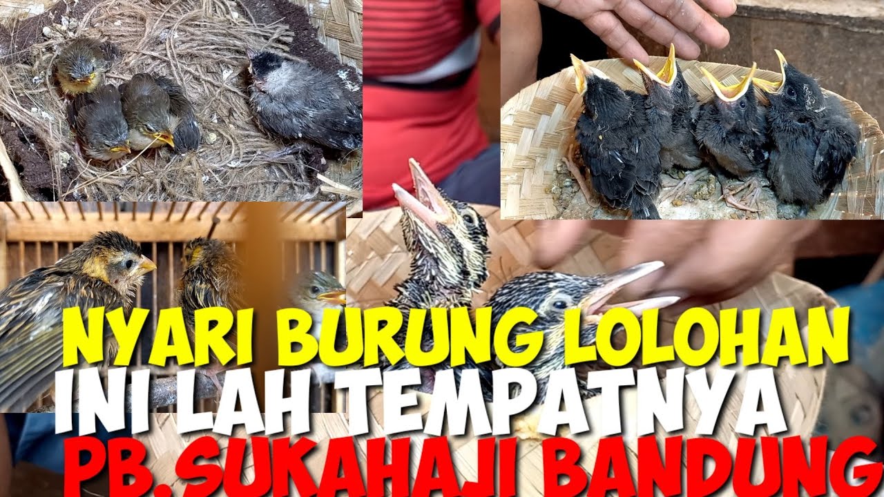 PUSATNYA BURUNG LOLOHAN DI PASAR BURUNG SUKAHAJI BANDUNG