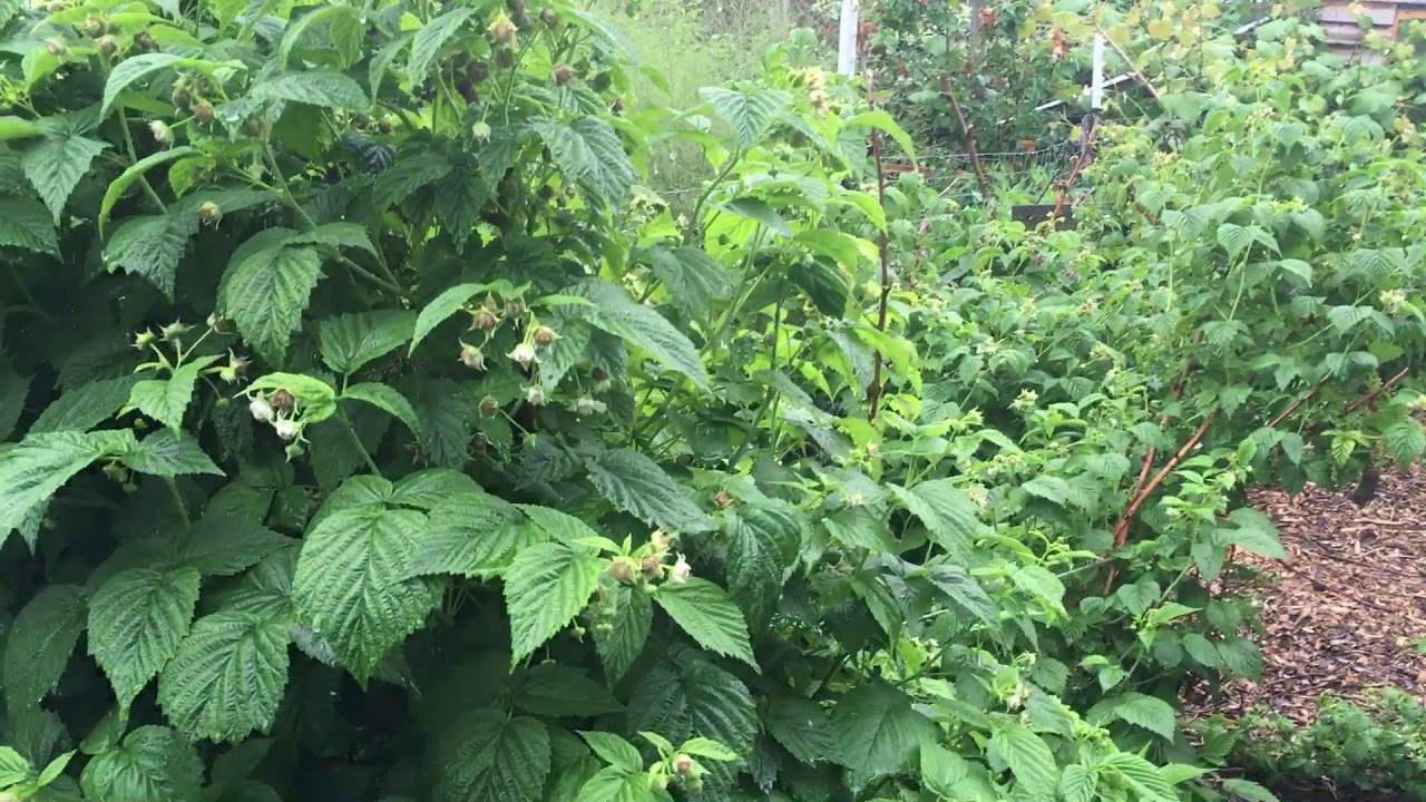 Cultivating raspberries - and flexible thinking!