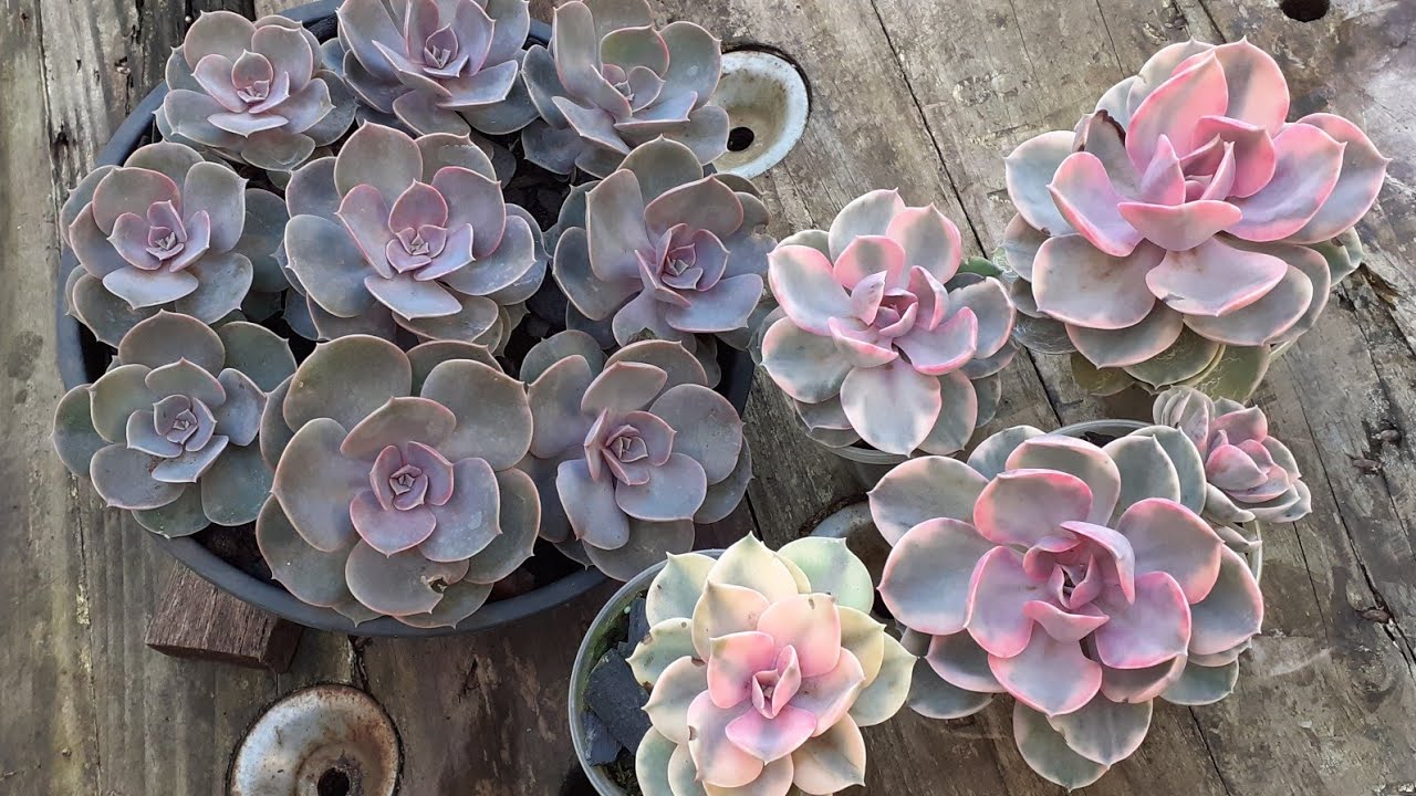 Quais os SEGREDOS da Echeveria Rainbow ? te conto tudo