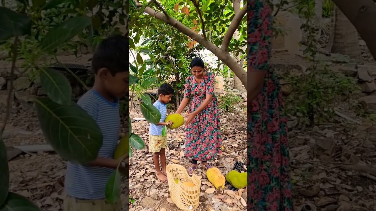 அப்பா....first time harvesting this fruits together ❤️ #Sakkapoduchannel#Harvesting#fruits