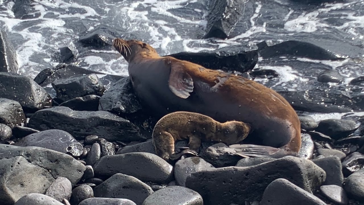 Galapagos 🇪🇨 | Moms and Babies for Photography Lovers