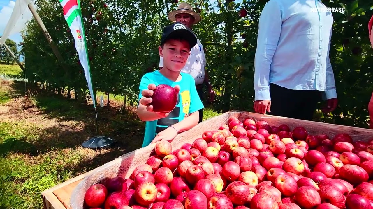 São Joaquim celebra oficialmente o Dia Municipal da Maçã 🍎