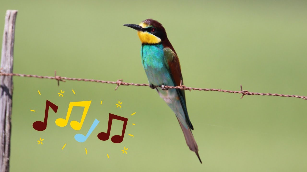 Chant du Gu&ecirc;pier d&rsquo;Europe | European Bee-eater sound