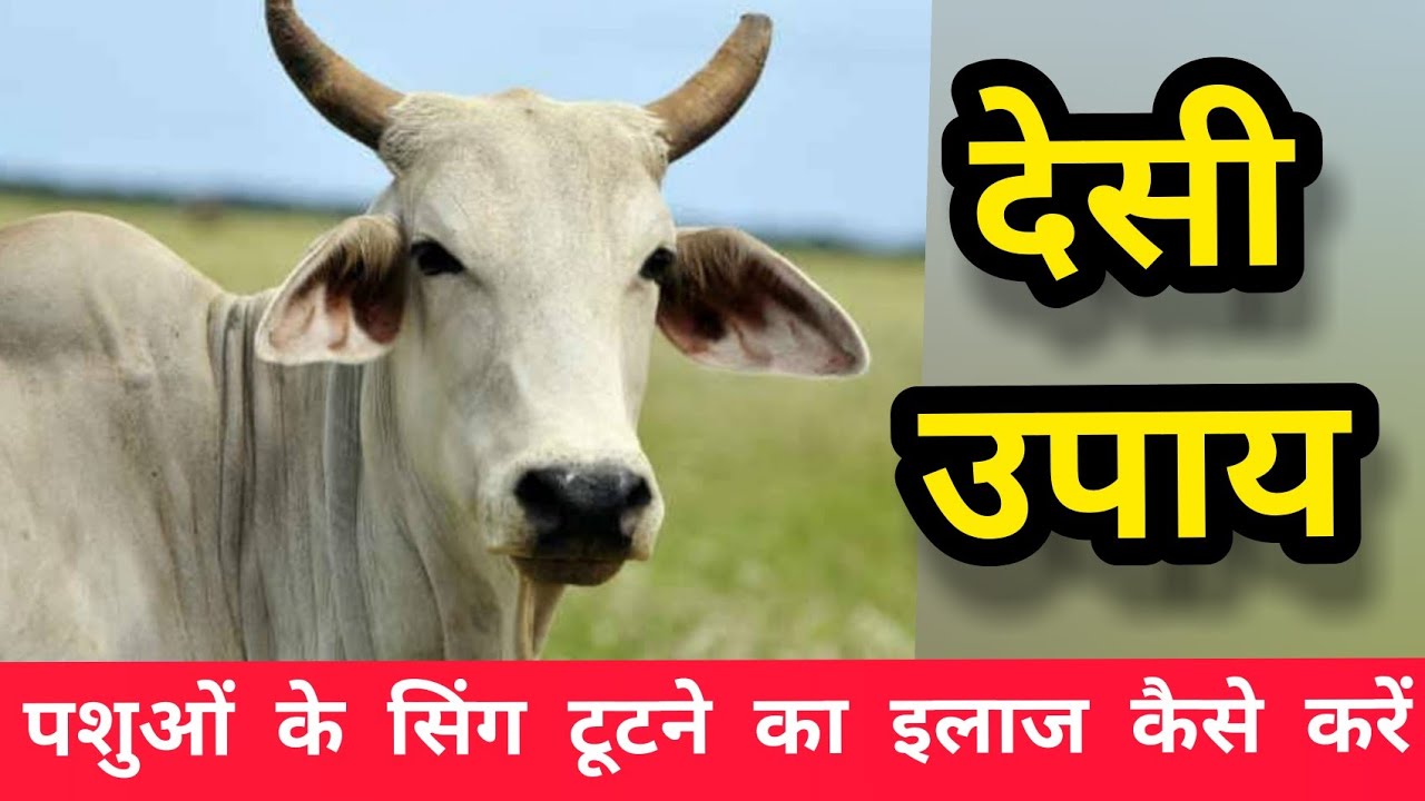 पशुओं के सिंग टूटने का इलाज कैसे करें/ bovine horns treatment/गाय भैंस का सिंग टूटे तो घरेलू उपाय