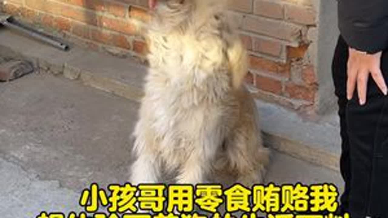 亲戚家小孩哥抖音上刷到我和流浪狗的故事，硬要来体验一下我#养狗的乐趣  我想他再也不会来了#狗狗的心思都写在脸上了  #我有大小乔 #抖in萌宠计划