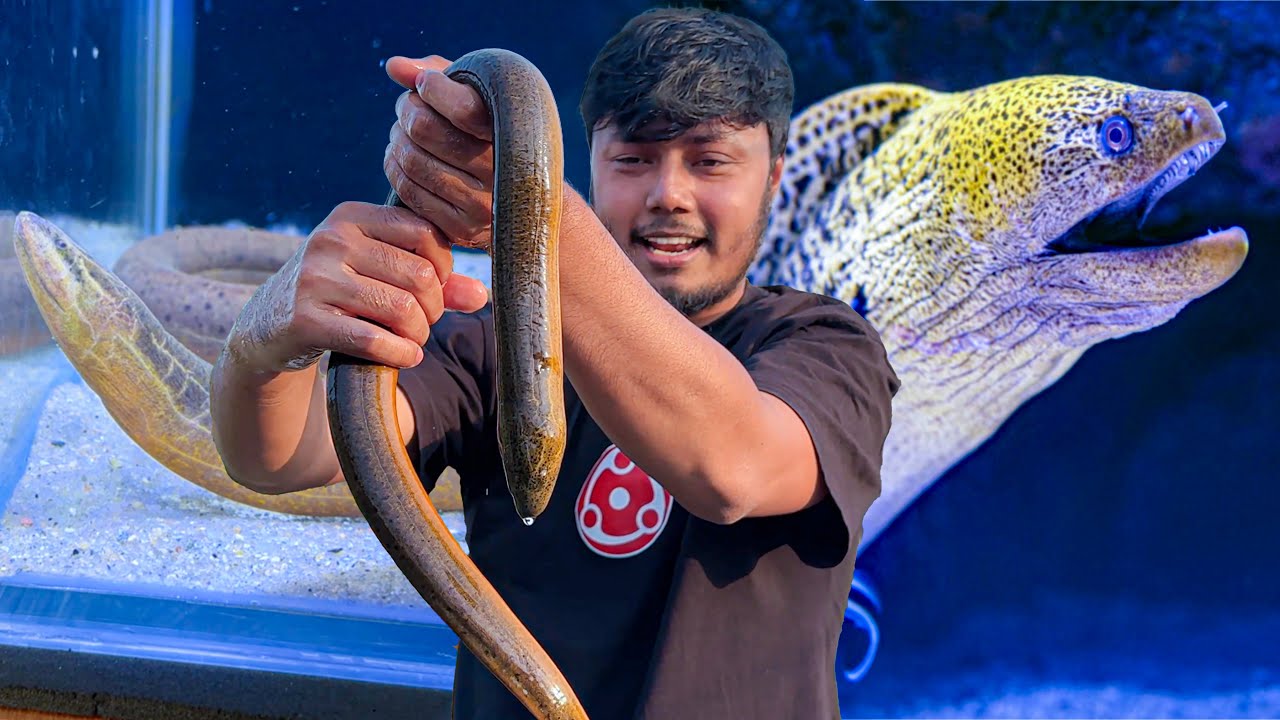 কুইচা মাছ কি একুরিয়ামে পালতে পারব ?