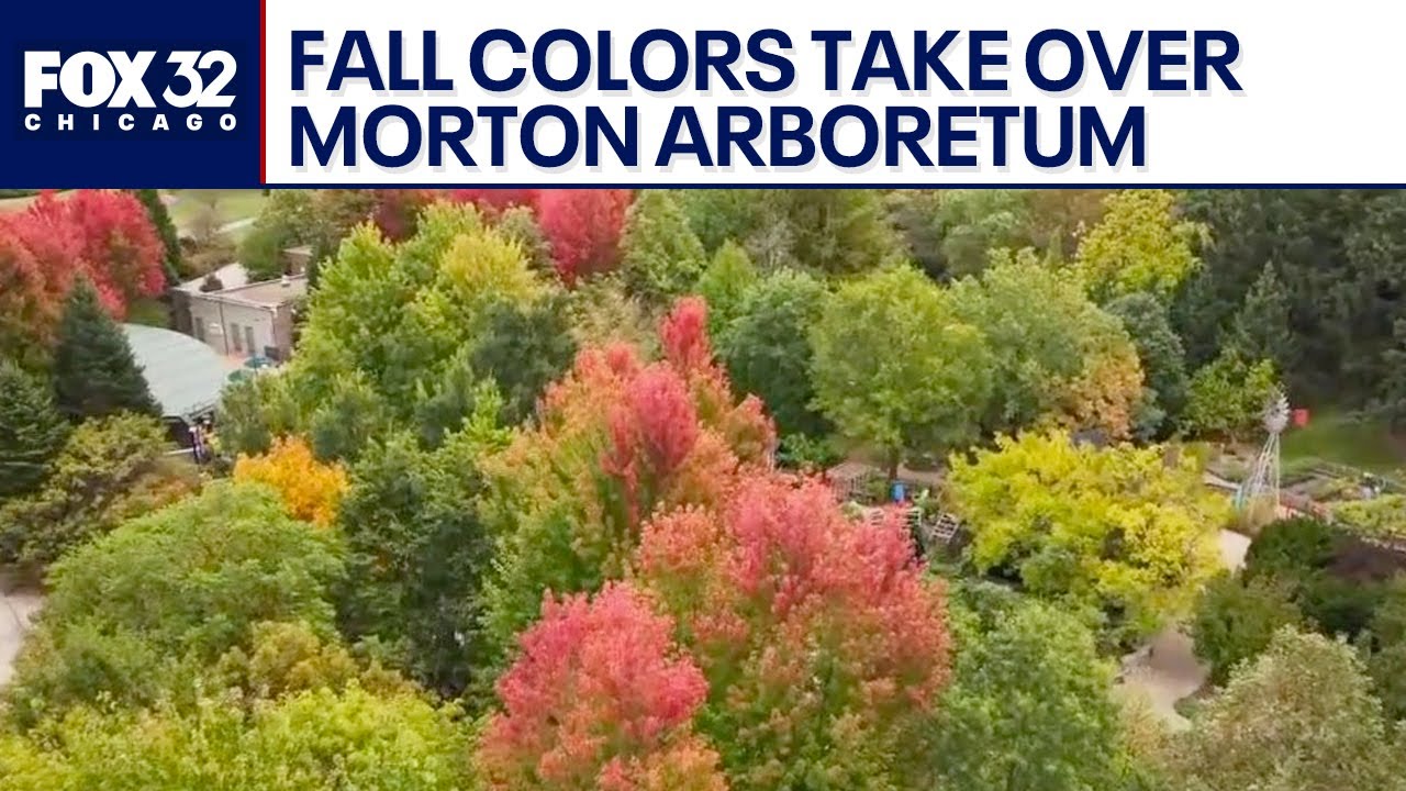 Stunning fall colors take over Morton Arboretum