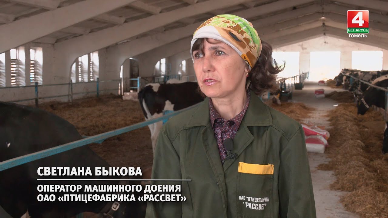 «Я просто делаю свою работу»: оператор машинного доения ОАО «Птицефабрика «Рассвет» Светлана Быкова