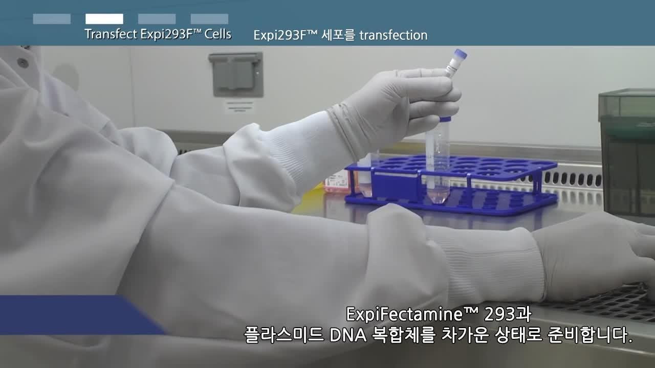 Transient HEK 293 Expression Protocol - 한국어