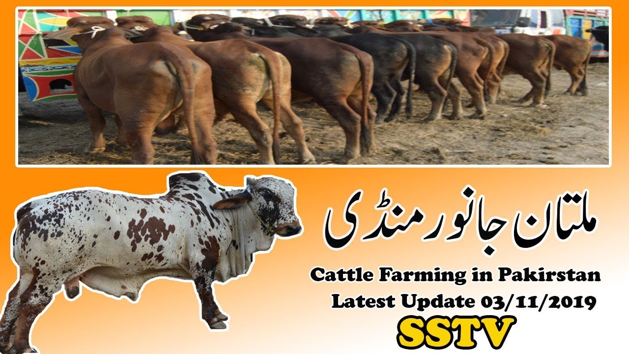 Cow Mandi Multan Cattle Farming In Pakistan  Latest Update Urdu/hindi | SSTv |