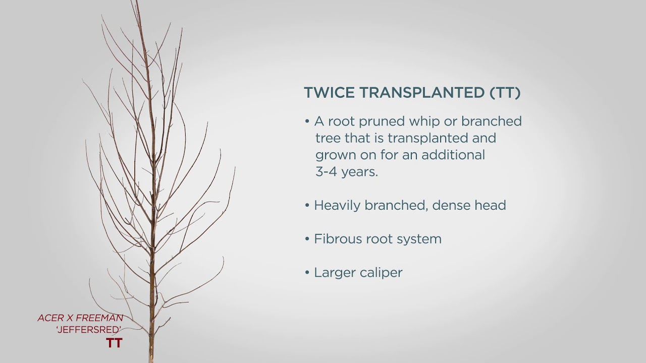 Bailey Nurseries Bareroot Shade Tree Buying Guide