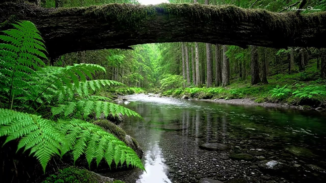 Calming Forest Ambience 🌿 Birds Singing & Soothing Chirping for Deep Relaxation