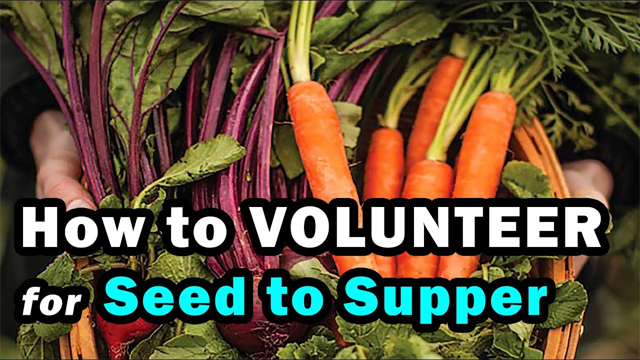 How to Volunteer for ICAN Seed to Supper (for Master Gardeners)