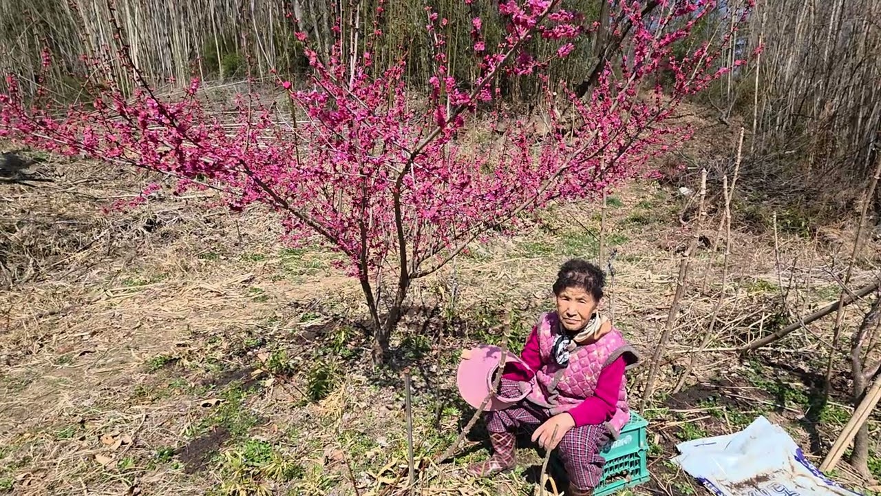 🌸엄마랑 홍 매실 🌸꽃