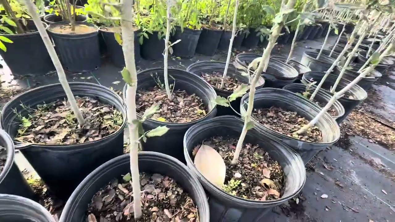 Buying Southern Live Oak Great Shade for Backyard Nursery Tour Growing Tips 