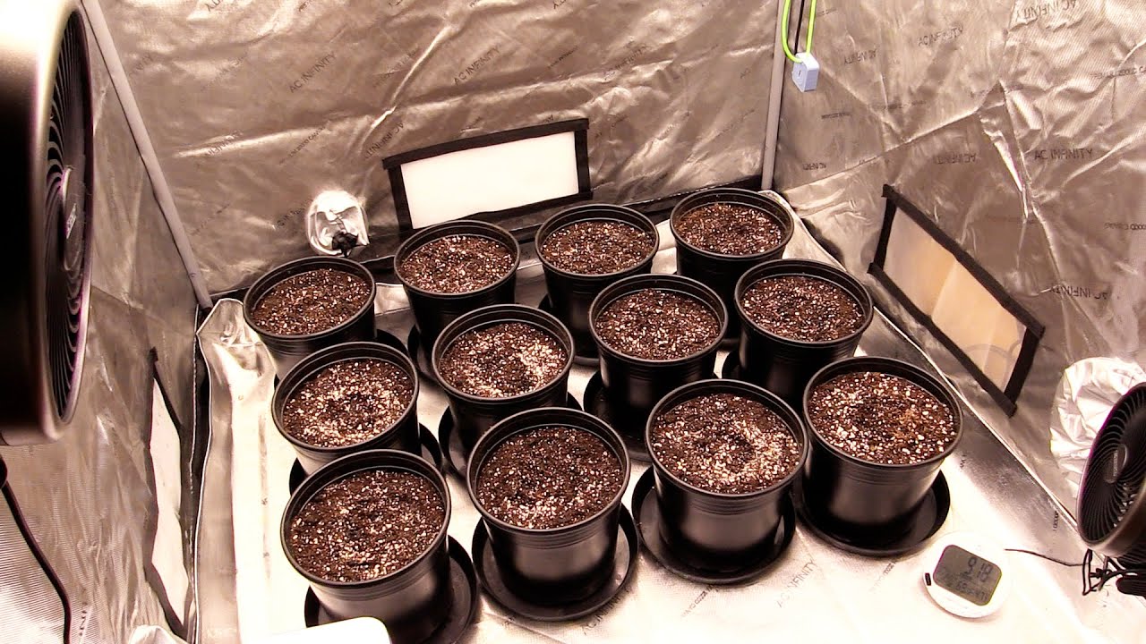 Beginner Grow Series: The First Steps Gardening!