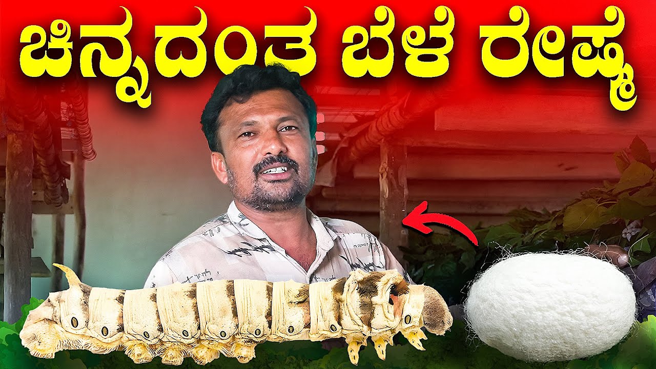ರೇಷ್ಮೆ ಕೃಷಿ ಬಗ್ಗೆ ಸಂಪೂರ್ಣ ಮಾಹಿತಿ | Silk Farming In Kannada | Sericulture