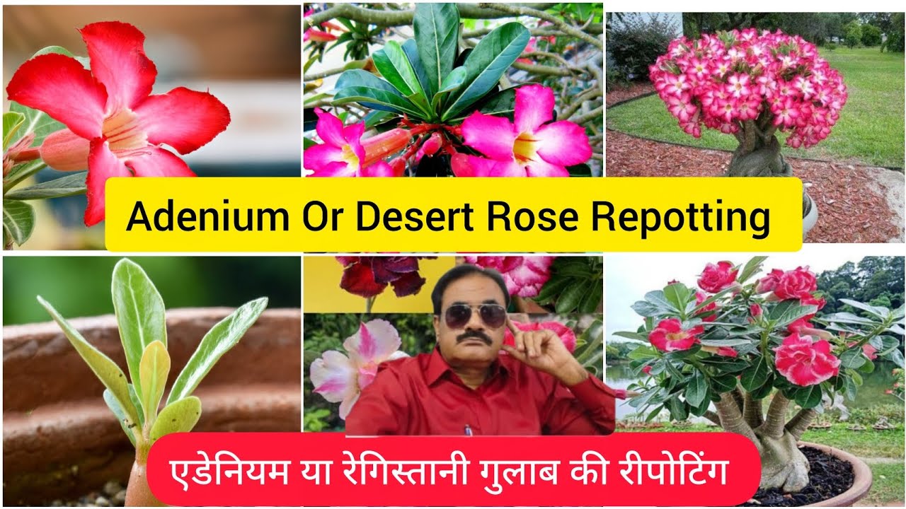एडेनियम या डेजर्ट रोज या रेगिस्तानी गुलाब की रीपोटिंग का सही तरीका। Adenium Or Desert Rose Repotting