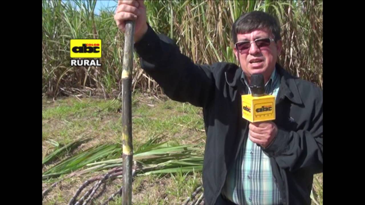 Investigación: Nuevas variedades de caña de azúcar