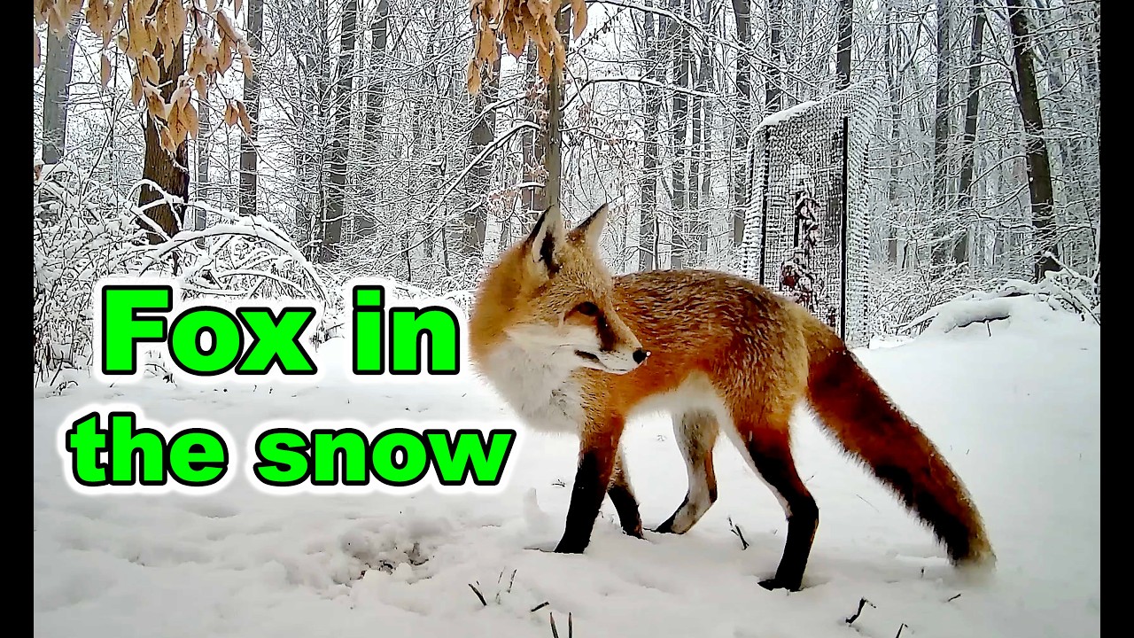 Beautiful Fox in the Snowy Woods – Caught on Trail Camera