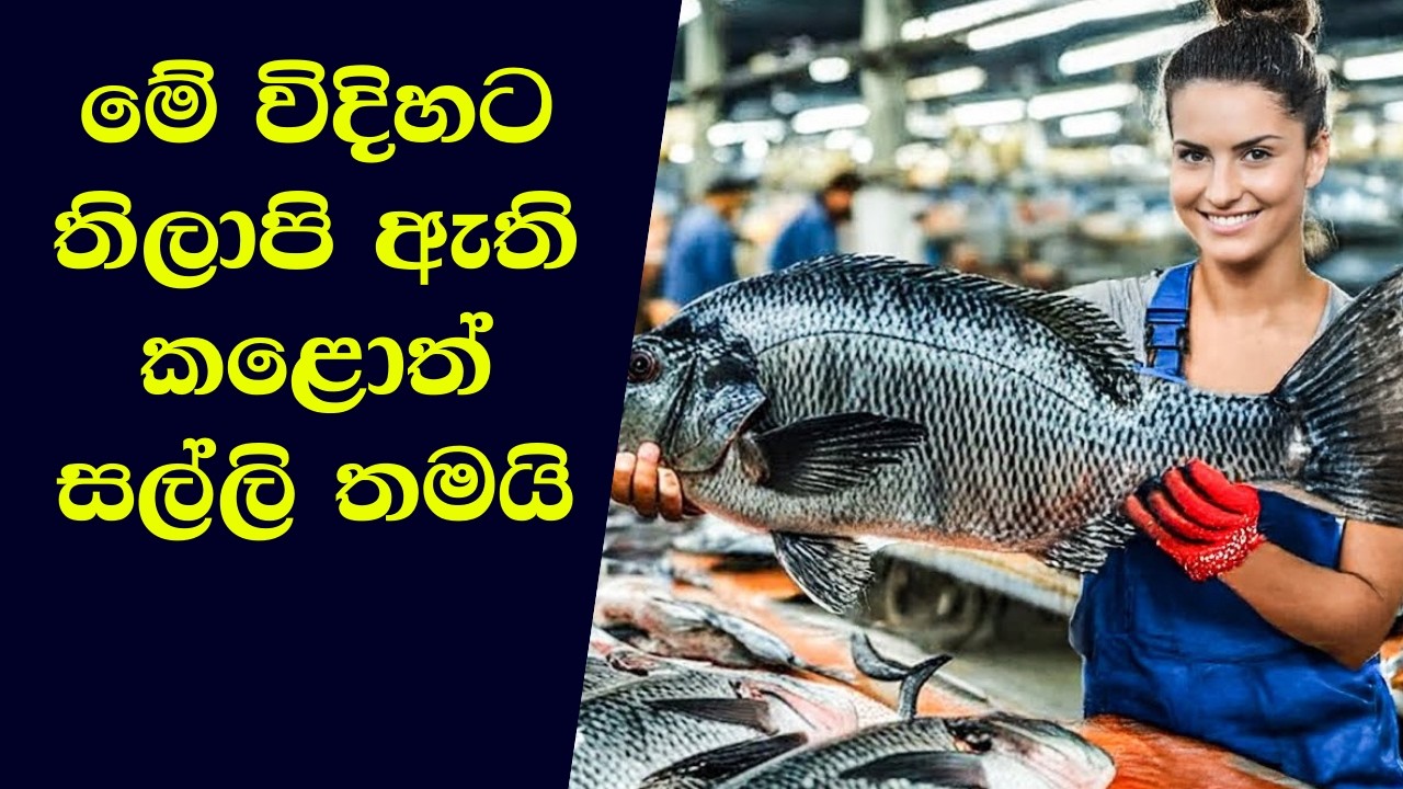 බිලියන ගණන් මුදල් උපයන තිලාපි මත්ස්&zwj;ය වගාව