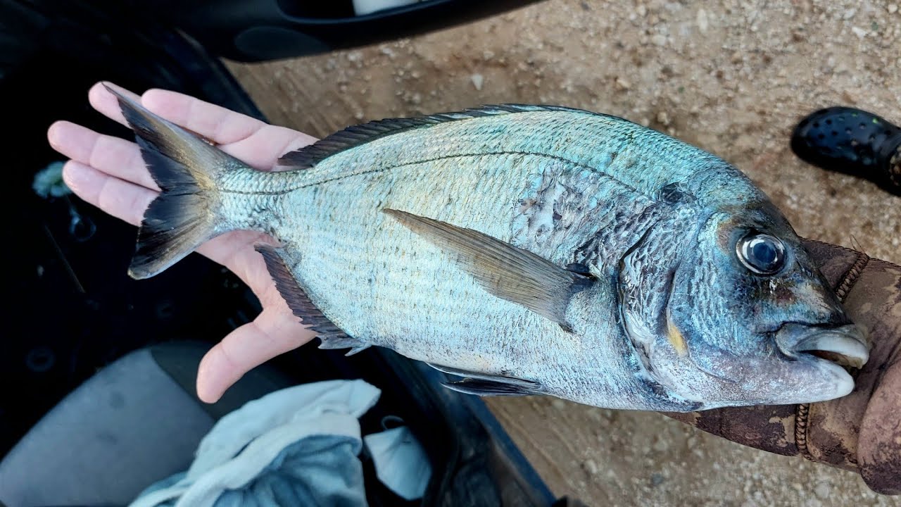 pescasub: Luglio 2022 SALENTO