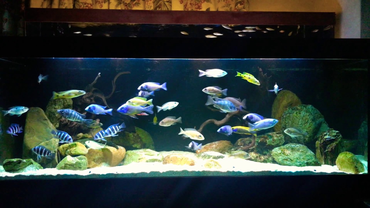 アフリカンシクリッド 1200mm 水槽