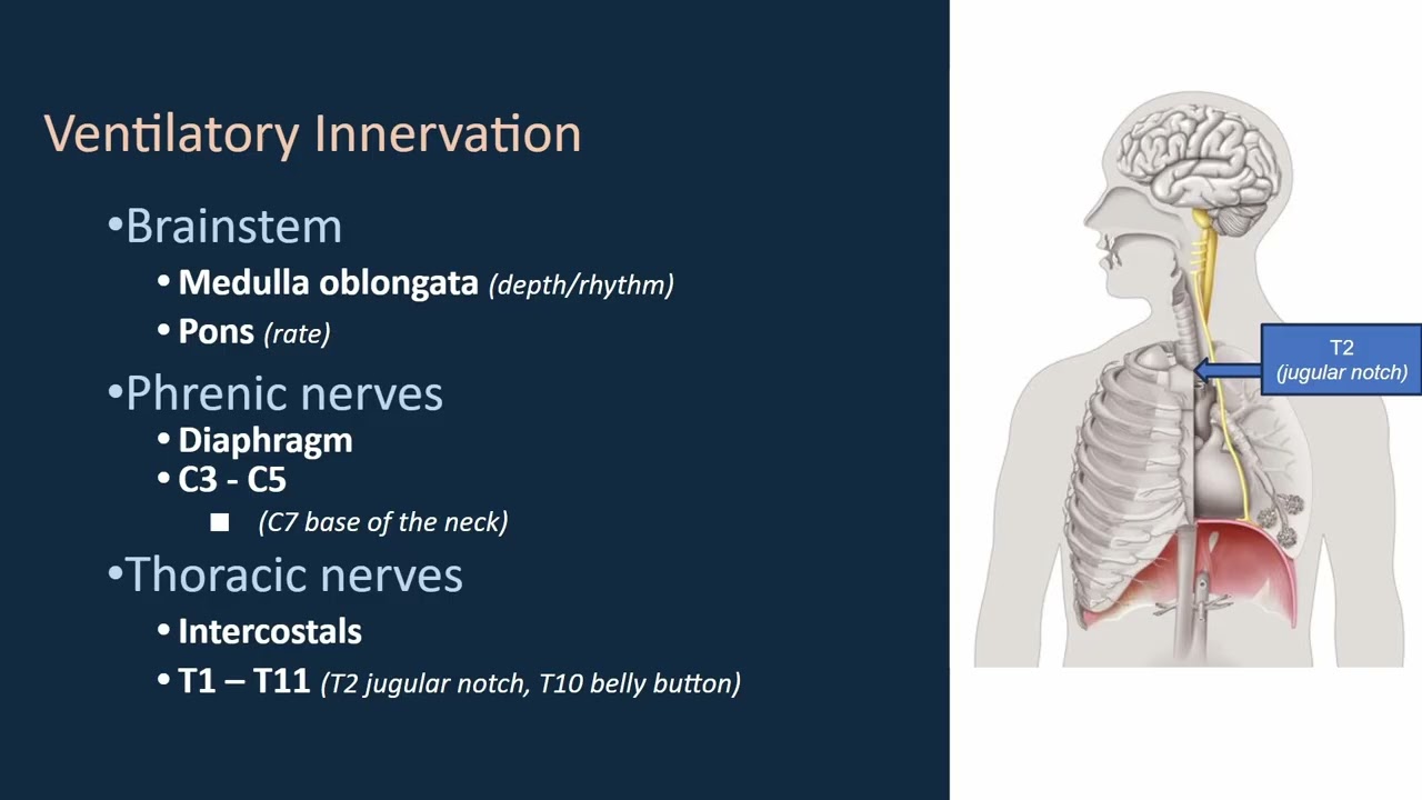 1510 Ch 11 Airway Management, ABGs, VQ Mismatch