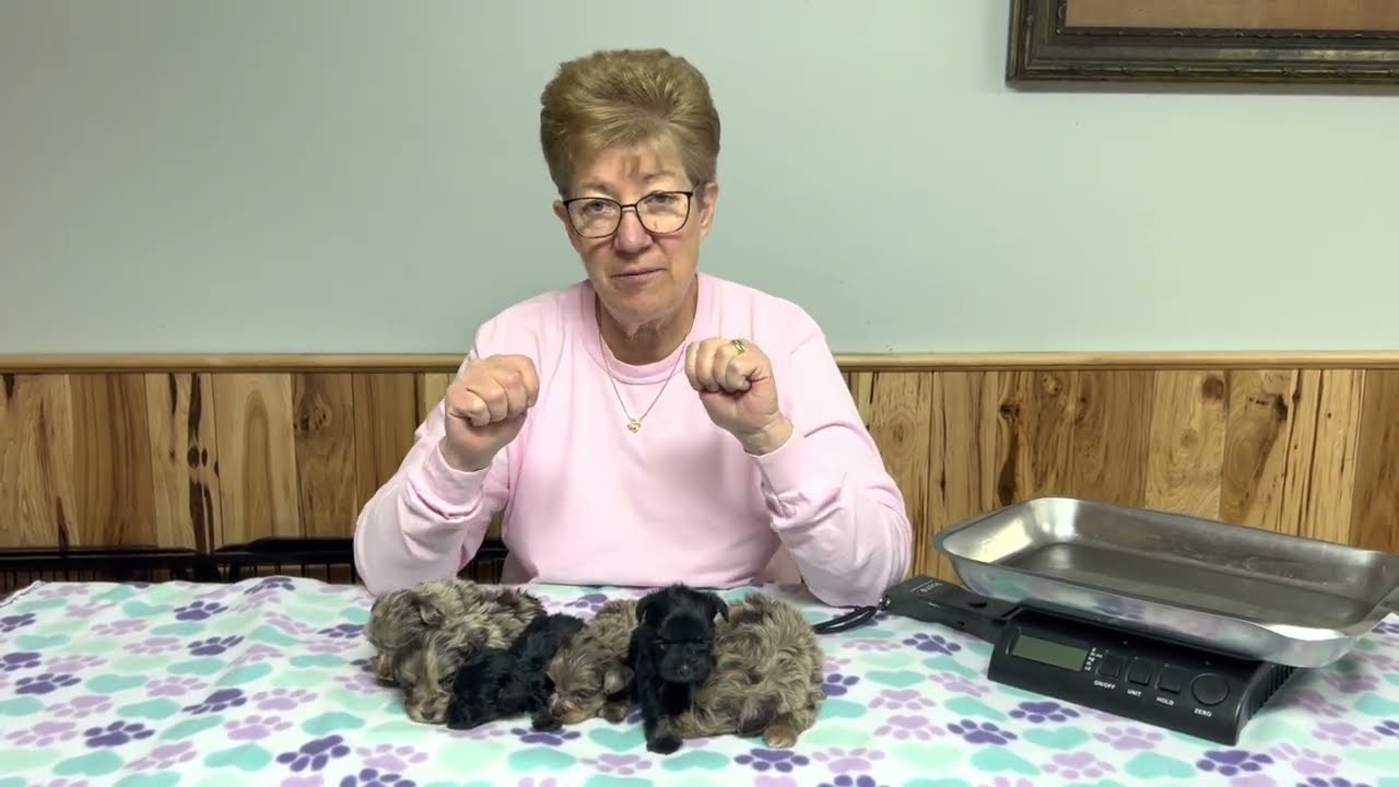 Nikki's puppies toy & teacup size Schnauzers. January 24, 2023