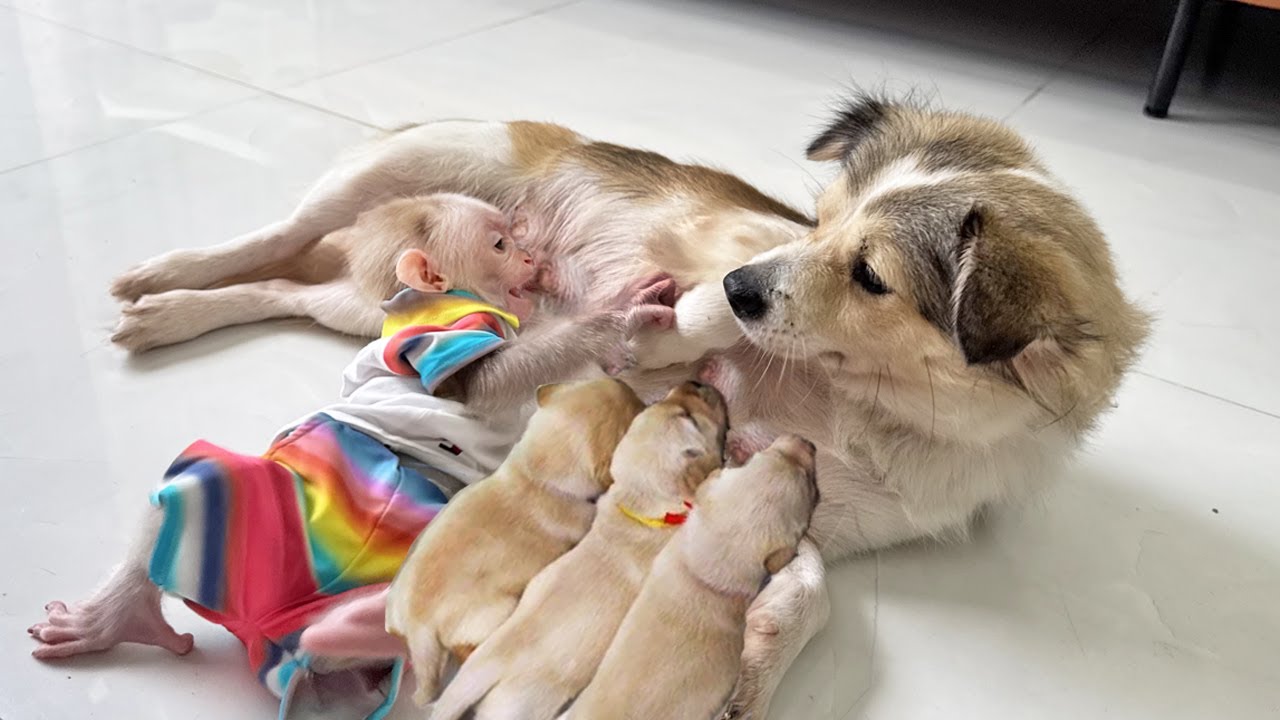 Unbelievable Story: Lucky Thought His Dog Was His Mother!