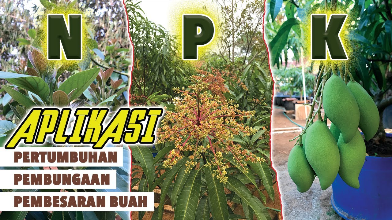Penjelasan Fungsi dan Manfaat Utama Unsur Hara NPK Untuk Tanaman