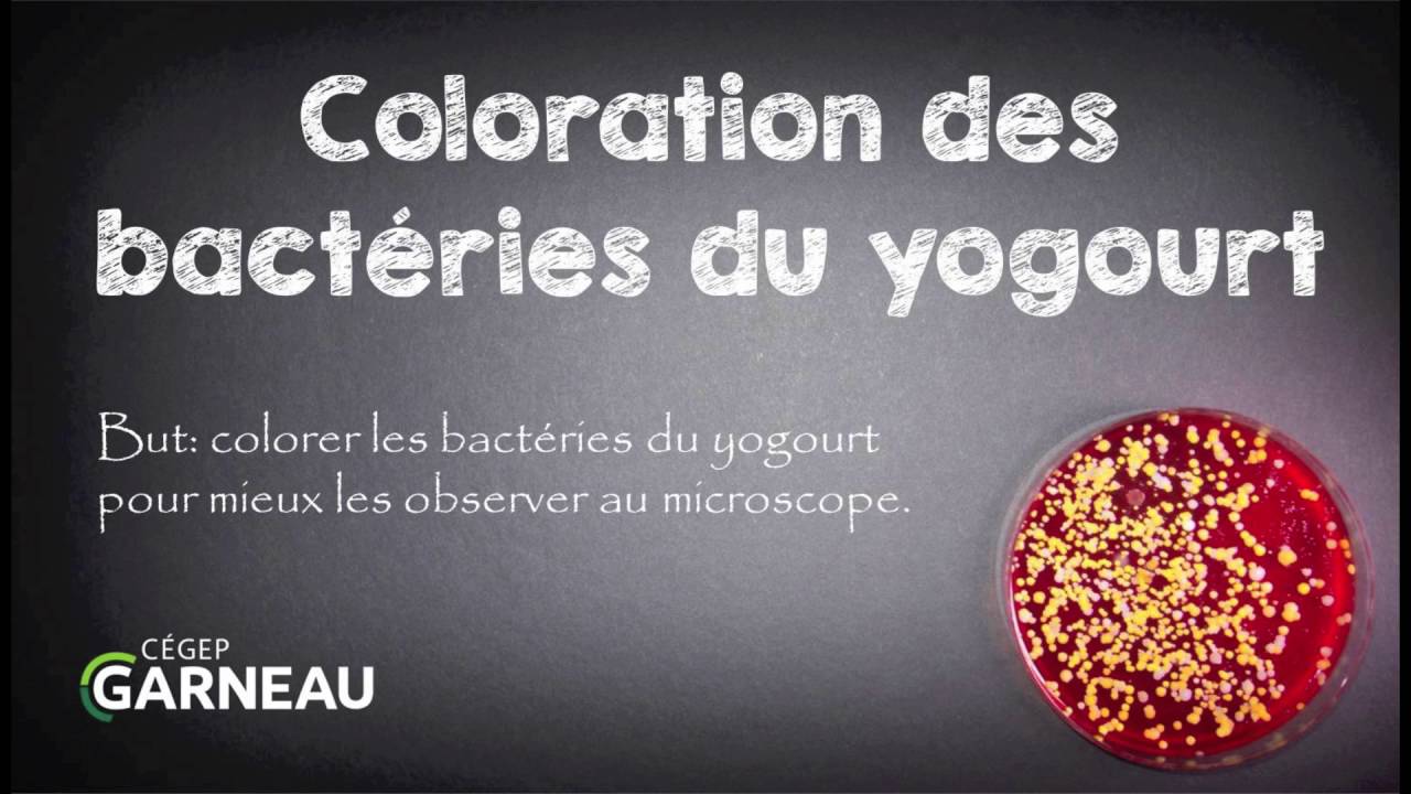 Coloration des bactéries du yogourt (yaourt)