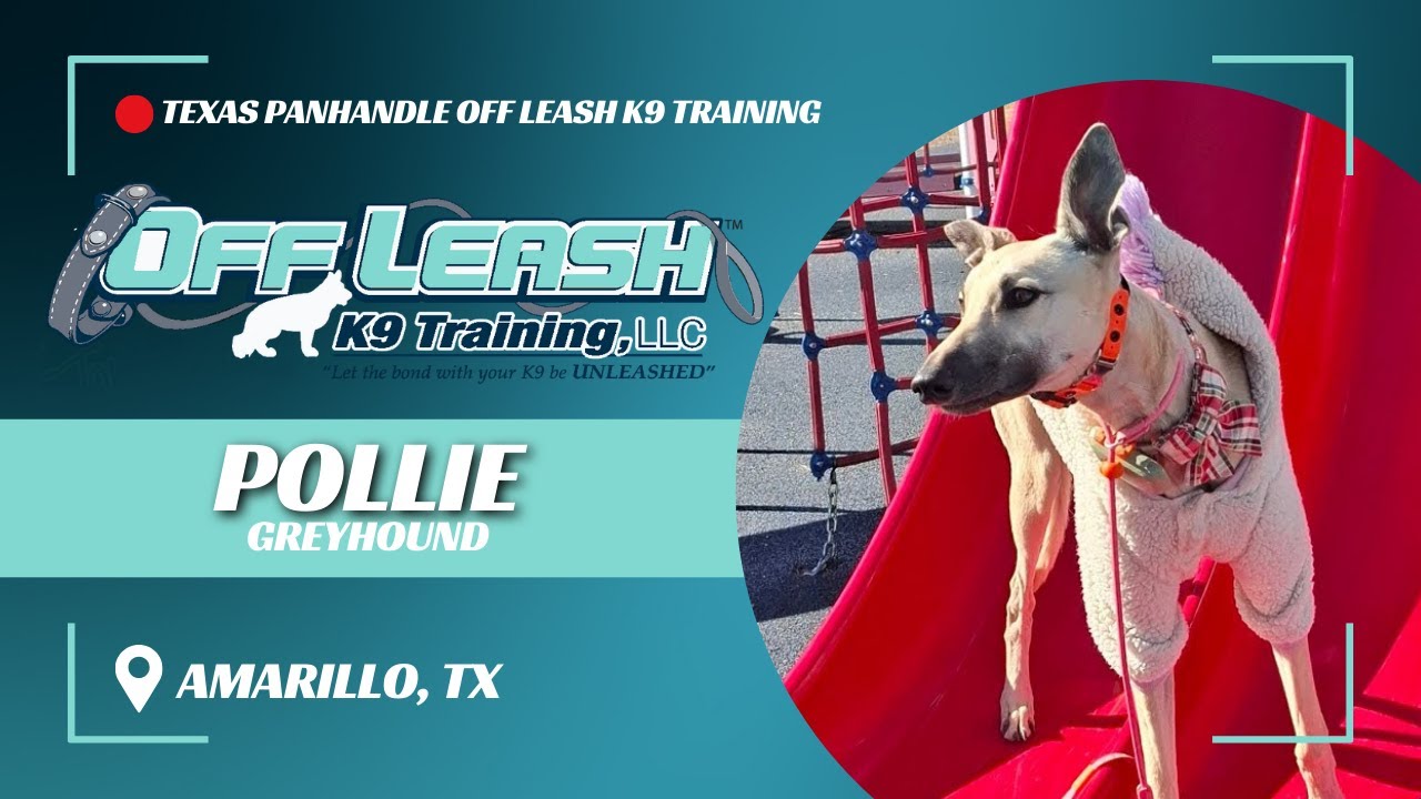 Pollie, the 8mo Greyhound | Best Dog Trainers in Amarillo Texas