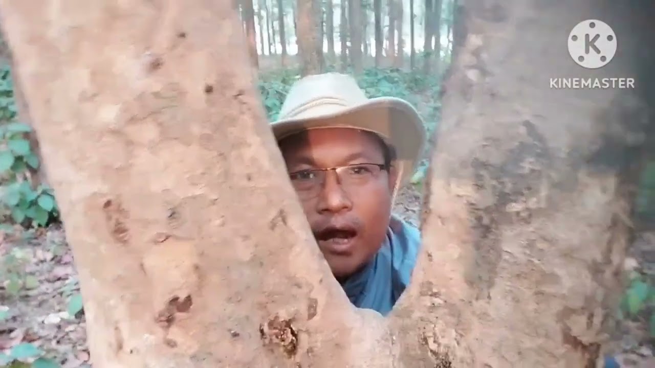 In the mids of Sal tree a rarely found