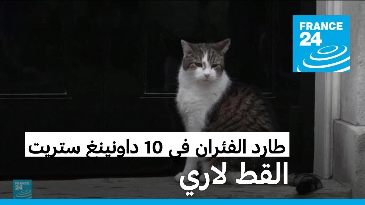 القط لاري حارس مكتب رئيس الوزراء في بريطانيا • فرانس 24
