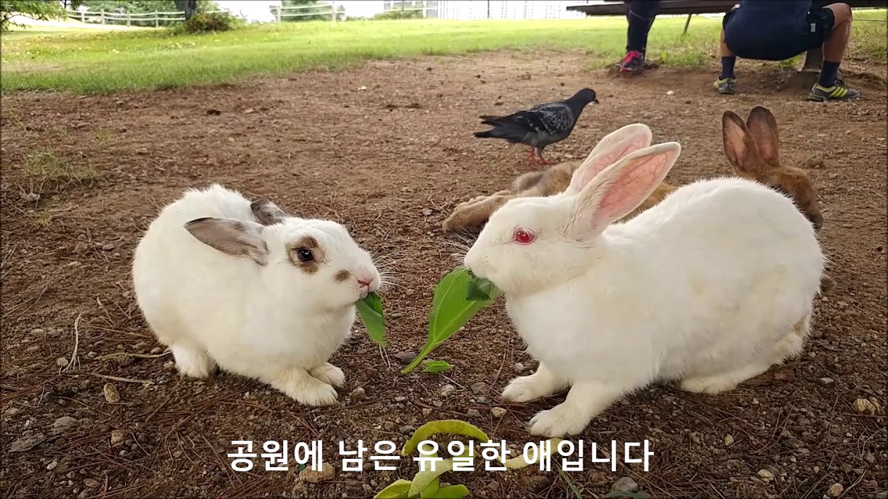 공원에 토끼가 산다 (1) - 올림픽공원 토끼들 (2018.09 현재)
