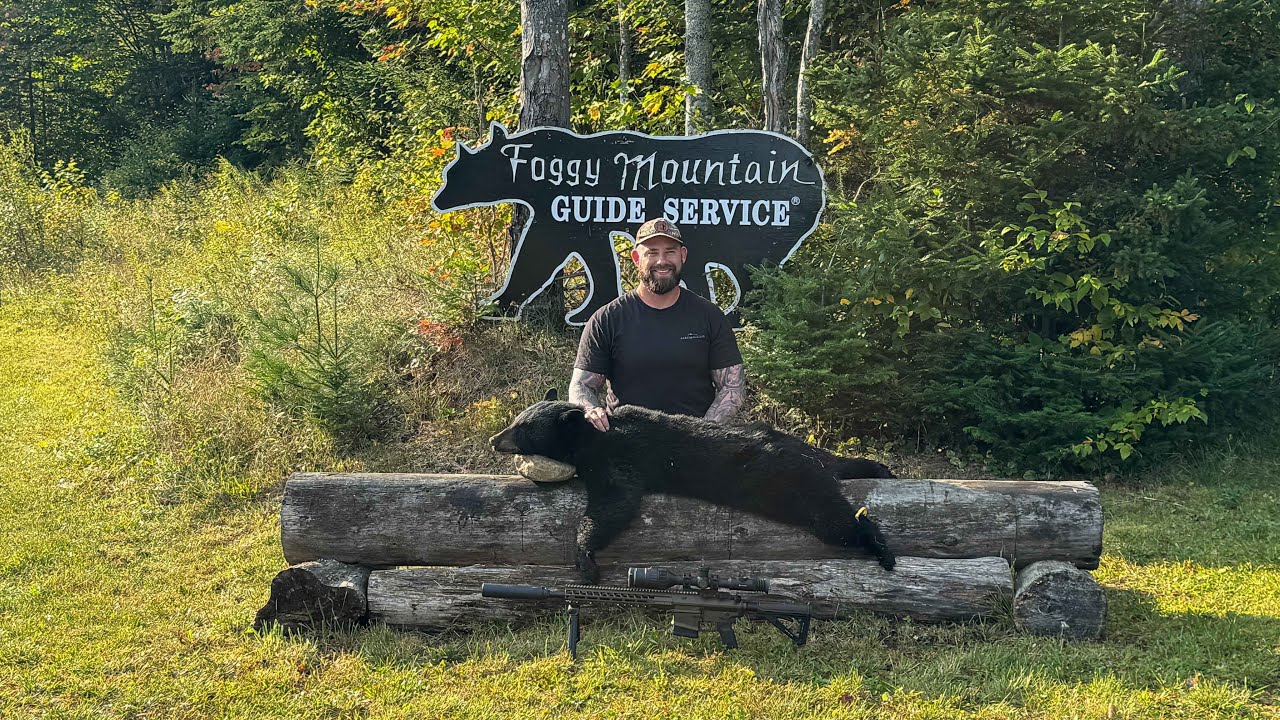 Hunting black bear in Maine!