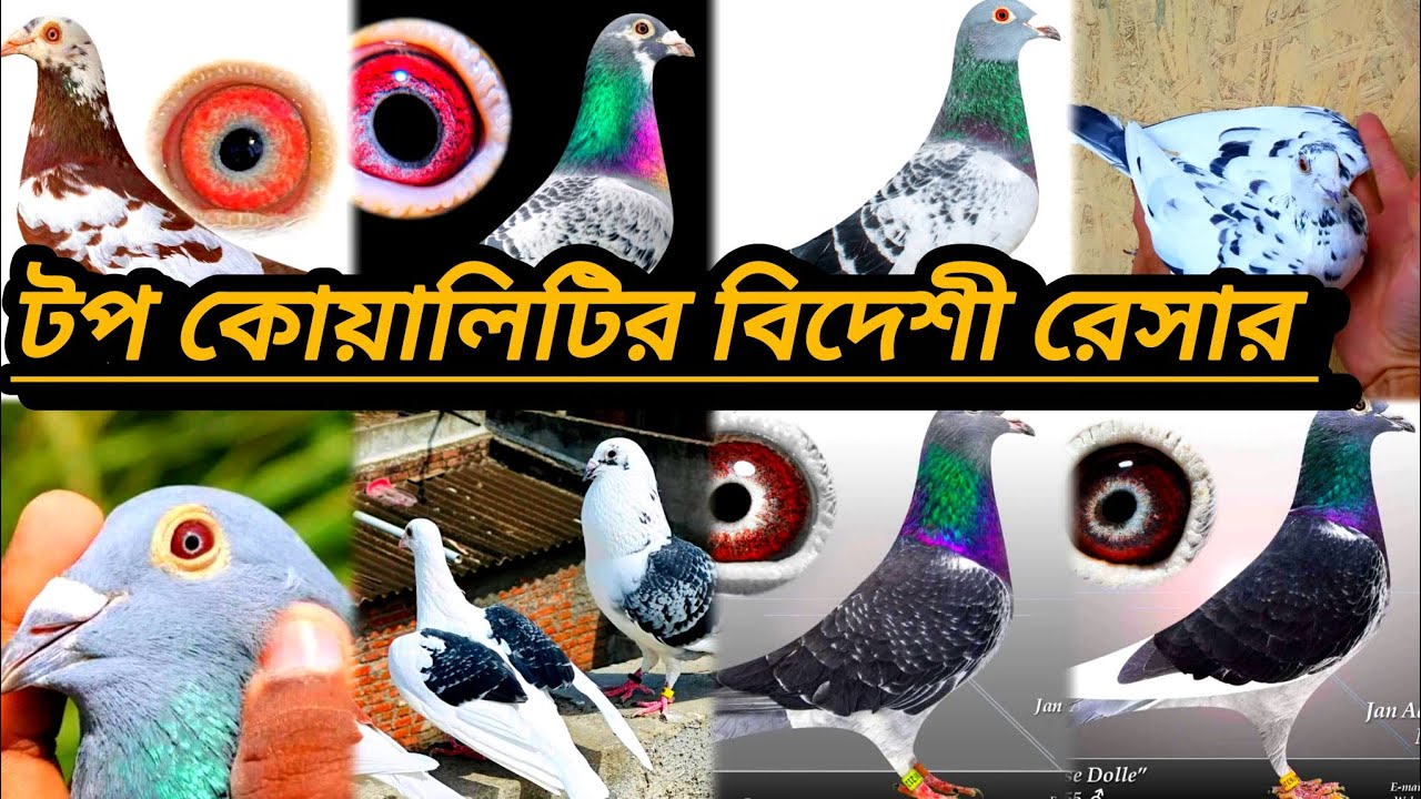 #অরজিনাল টপ কোয়ালিটির বেলজিয়াম বিদেশি রেসার কবুতর কিনুন কম দামে @#