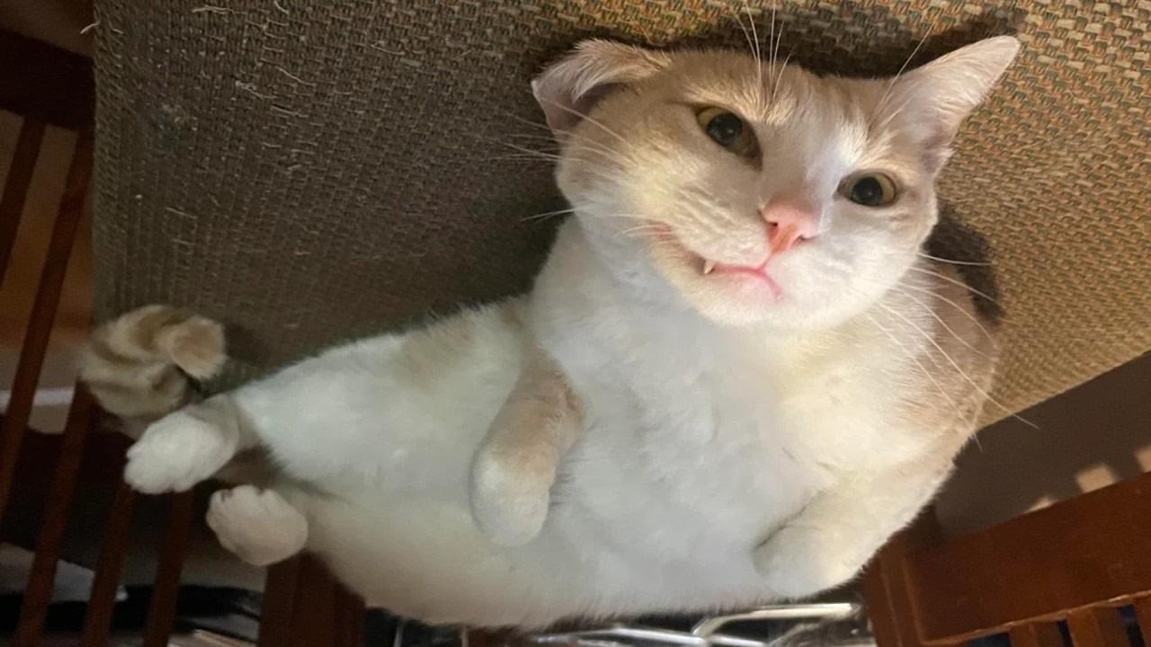 Cat use 2% Brain