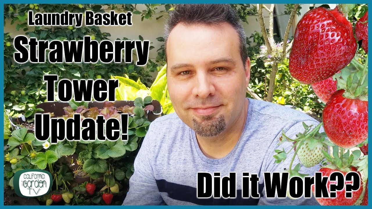 Did it work??? Strawberry Tower Update // 15 Months Later