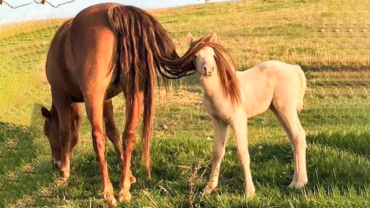 Cutest And funniest horse Videos Compilation cute moment of the horses - Horse world #1