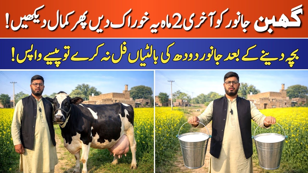 Best Diet for Pregnant Cow & Buffalo in Last 2 Months | Boost Milk After Calving