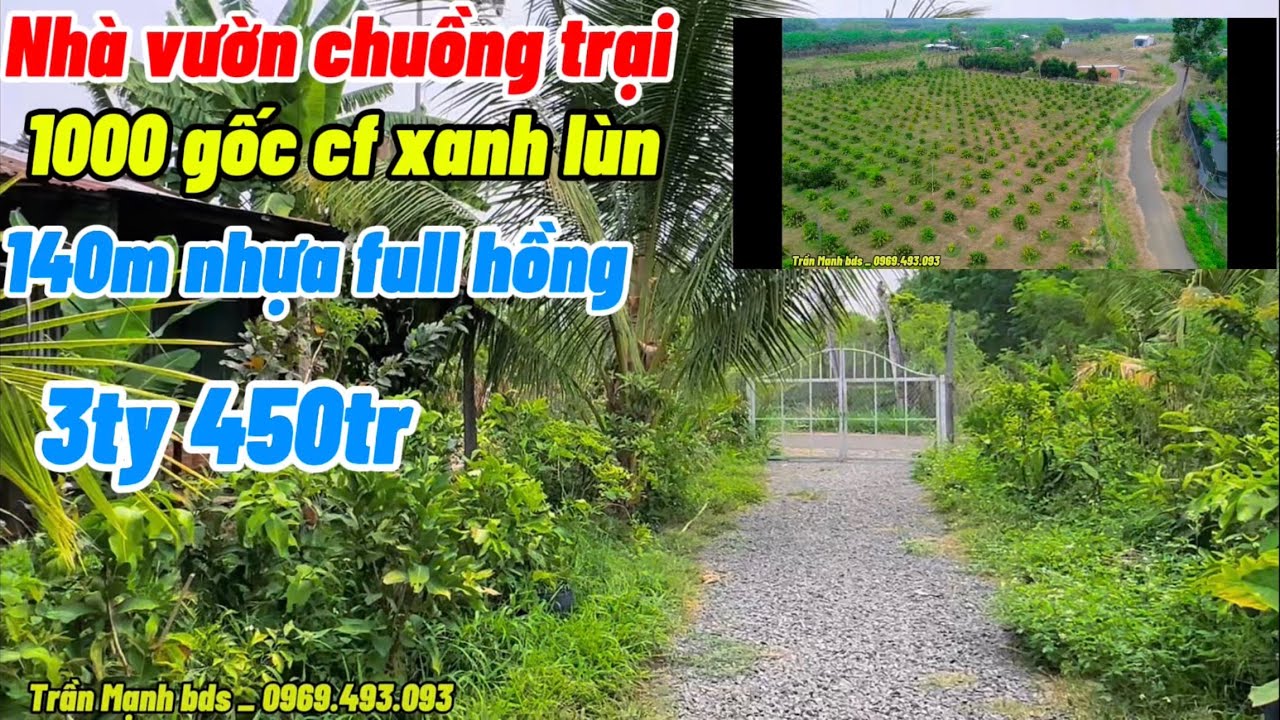 Nhà vườn chuồng trại cây ăn trái 140m nhựa kèm 1000 gốc cf xanh lùn #tranmanhbds 