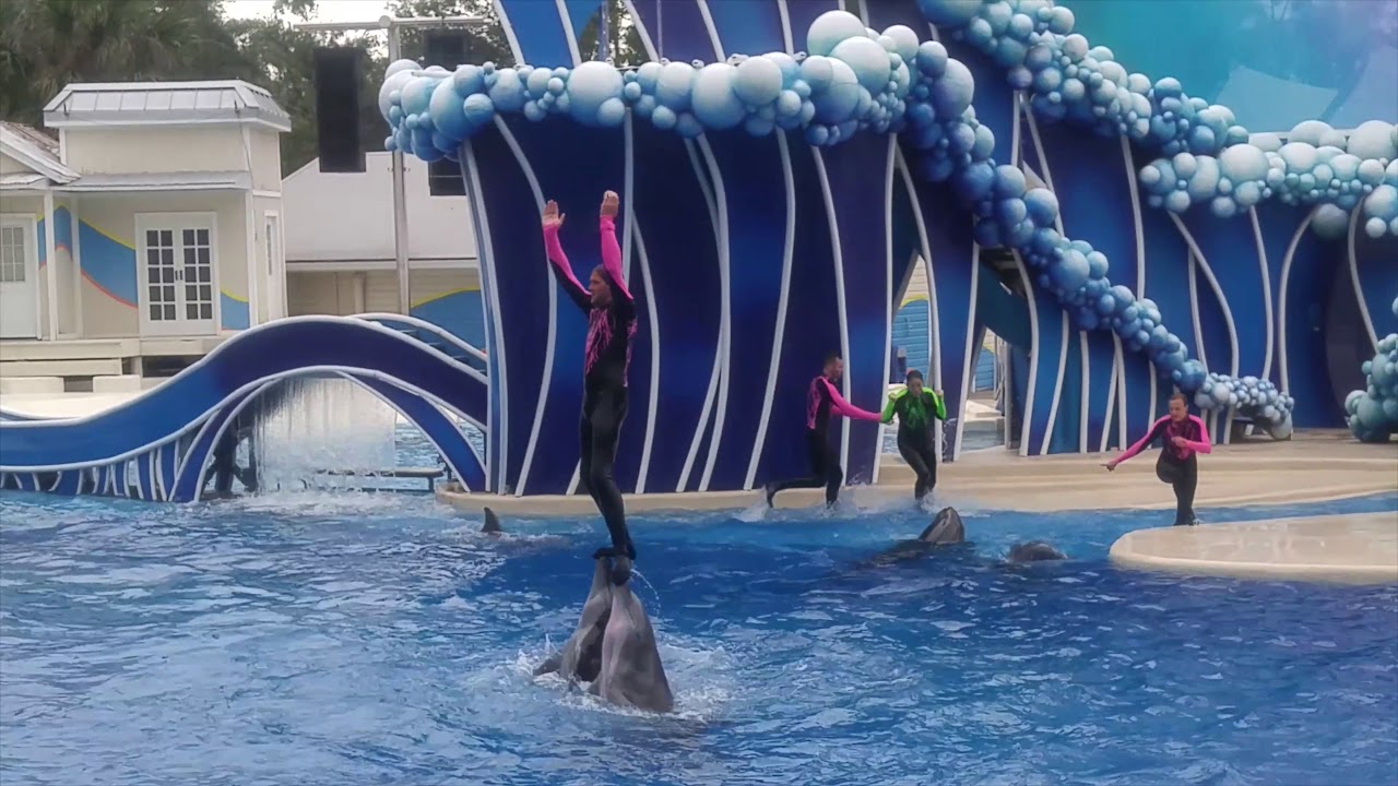 New SeaWorld Orlando Dolphin Show Touch the Sky 4K