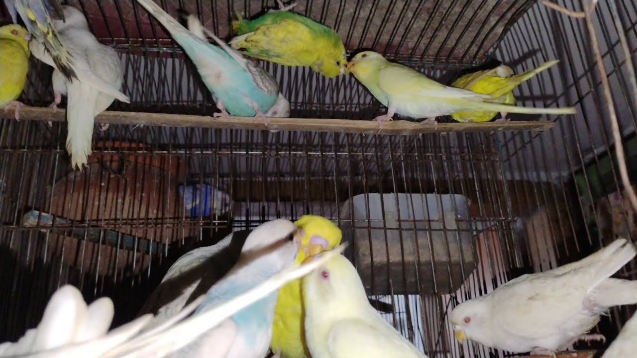 পাখিগুলো সব বিক্রি করা হবে 