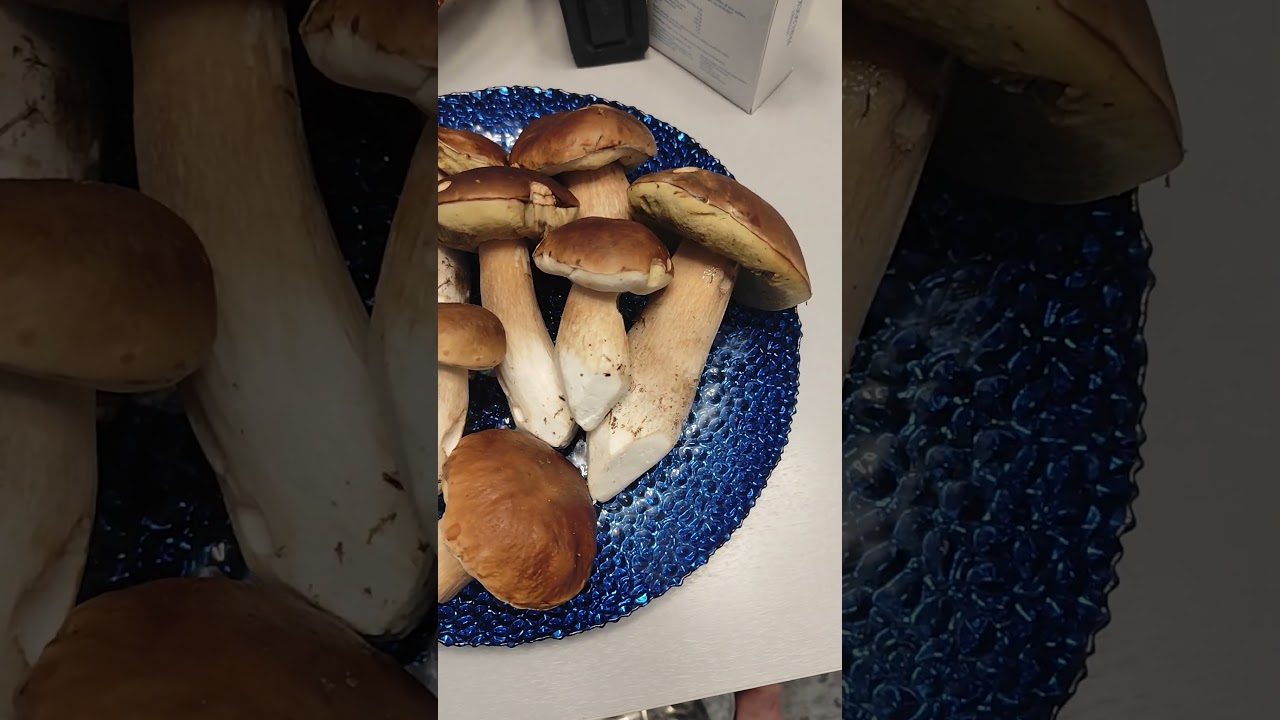 Karl Johan svamp        🍄🍄🍄🍄🍄 #nature #funghi #wildlife  #food #mushroom