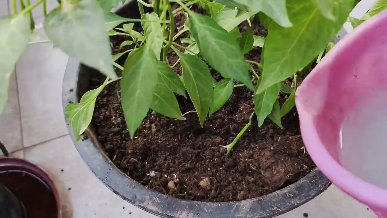 Green Chilli plant Repotting मिर्च के पौधे की रिपोटिंग | Soil mix 