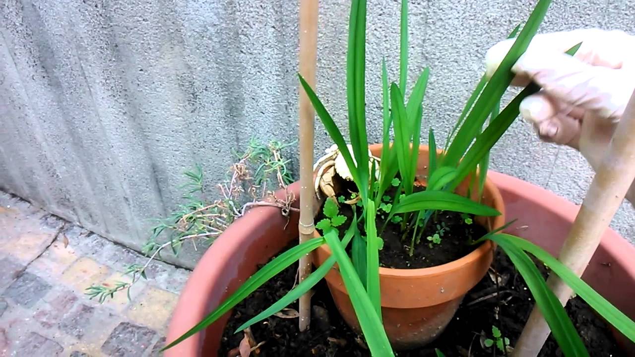 Bulbi di fresia, messa a dimora